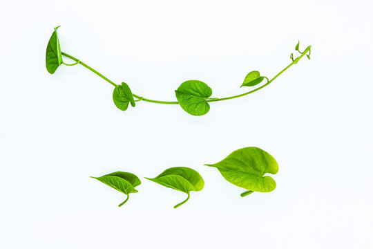 Green Leaves on a white background