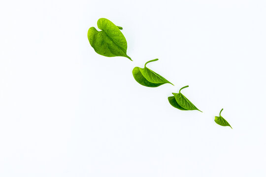 green leaves isolated on white background