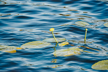 Yellow water lilies Nuphar lutea on river. Leaves and flowers of Nuphar lutea Nature background Selective focus with shallow depth of field