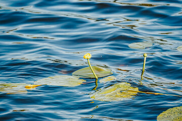 Yellow water lilies Nuphar lutea on river. Leaves and flowers of Nuphar lutea Nature background Selective focus with shallow depth of field