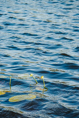 Yellow water lilies Nuphar lutea on river. Leaves and flowers of Nuphar lutea Nature background Selective focus with shallow depth of field