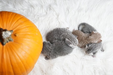 Fototapeta na wymiar tiny british shorthair babies with a pumpkin at halloween time