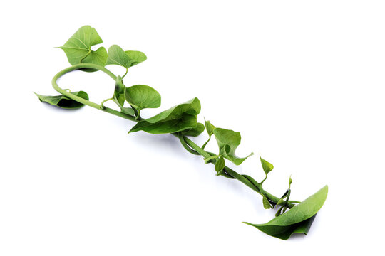 Green Leaves on a white background, Fresh green leaves branch