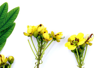 Yellow Small Flower on a White Background, Vibrant Yellow Small Flower Blossoms on a Crisp White Canvas