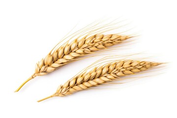Ears of Wheat, Wheat ears isolated on white background.