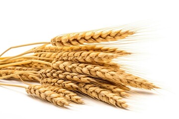 Ears of Wheat, Wheat ears isolated on white background.