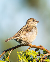 sparrow on a branch