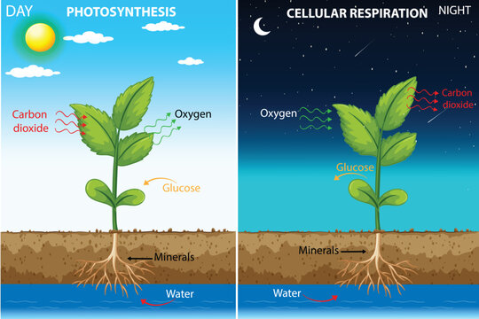 In Photosynthesis  Plants convert light energy to glucose, releasing O2. In Cellular Respiration Cells use glucose and O2 to produce ATP, CO2, and H2O. Balanced ecosystem processes.