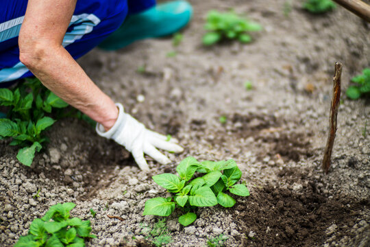 A woman's hand is pinching the grass. Weed and pest control in the garden. Cultivated land close up. Agriculture plant growing in bed row
