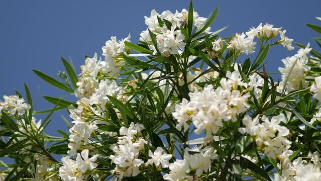 The crown of a flowering oleander tree against the blue sky. White flowers of Nerium oleander. Beautiful evergreen ornamental shrub. Rovinj, Istria, Croatia - July 3, 2023
