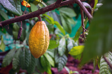 Yellow Cocoa pods grow on trees. The cocoa tree ( Theobroma cacao ) with fruits, Ripe cocoa cacao...