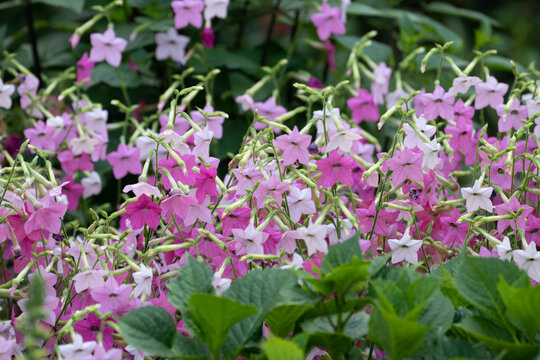 Close up Pink Tobacco plant flowers (Nicotiana tabacum)