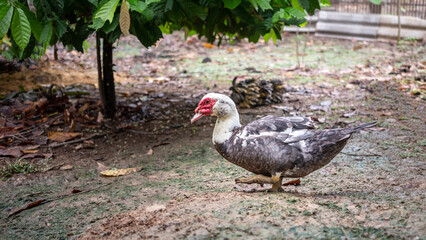 Animal duck or muscovy duck standing on farm