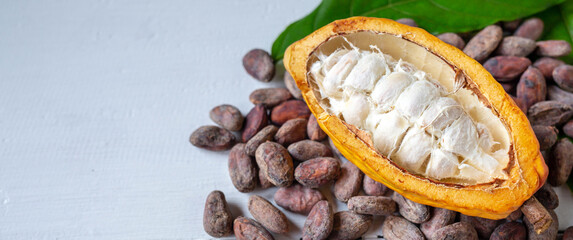 Close-up of half-ripe cacao pods and white cocoa seed with dry brown cocoa beans and green cocoa leaf
