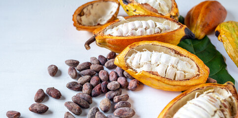 Close-up of half-ripe cacao pods and white cocoa seed with dry brown cocoa beans and green cocoa leaf