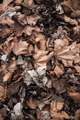 leaves autumn