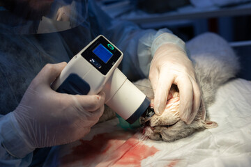 The veterinarian takes an x-ray after a tooth extraction. The veterinarian will check the condition...