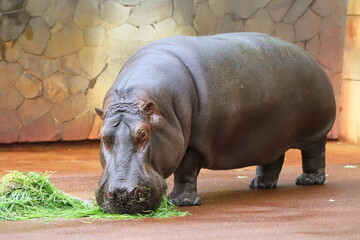 草を食べるカバ
