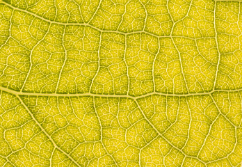 Close-up leaf. Green leaf veins texture.