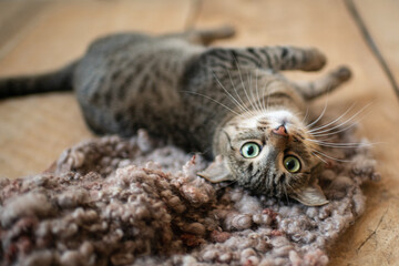 Obraz premium cat