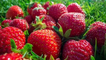 Close up view of strawberry harvest lying on green grass in garden. The concept of healthy food, vitamins, agriculture, market, strawberry sale