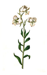 Türkenbund, Lilium martagon, oder auch Türkenbund-Lilie