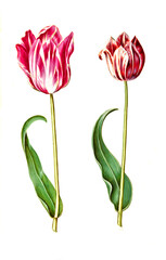 Garten-Tulpe, Gartentulpe, Variation der Tulpe, Tulipa gesneriana