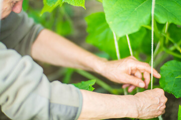 The farmer ties up the plants in the vegetable garden at the farm. Horticulture and plantation concept. Agricultural plants growing in garden beds