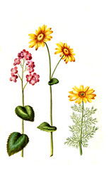 Einjähriges Silberblatt, Lunaria annua, Kriechende Gämswurz, Doronicum pardalianches, auch Kriechende Gemswurz geschrieben und kurz Gemswurz, Frühlings-Adonisröschen