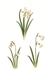 Sommer-Knotenblume, Leucojum aestivum, auch Spätblühende Knotenblume, Kleine Schneeglöckchen Galanthus nivalis, auch Gewöhnliches Schneeglöckchen, Frühlings-Knotenblume Leucojum vernum