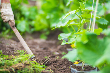 Weeding beds with agricultura plants growing in the garden. Weed control in the garden. Cultivated land close-up. Agricultural work on the plantation