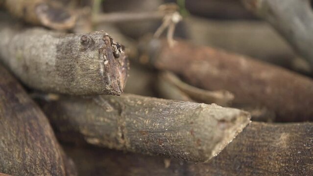 piles of logs or piles of firewood gathered together for fuel