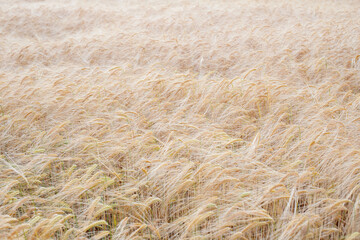 wheat field soft focus. background