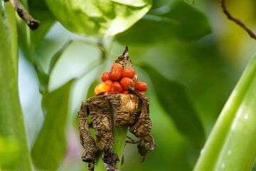 Infructescence with ripe berries from Alocasia macrorrhizos is a species of flowering plant in the arum family. Other names giant taro,giant alocasia, ʻape, biga, pia. Hanover,