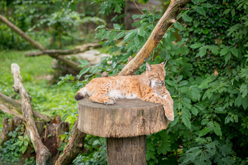 Red lynx lies on a tree. A spotted lynx is resting on a dais in a zoo.