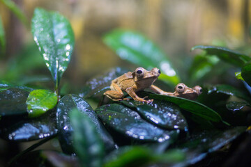 A brown little toad sits on a leaf. Artificially created greenhouse for tropical toads. Toad with big eyes.