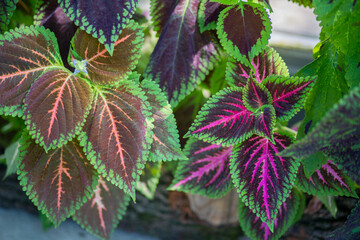 Tropical shrub with bicolor leaves. Flowers for the territory of the house. Unusual shrub with interesting leaves of two colors.
