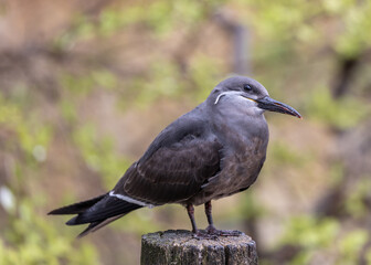 Inca Tern (Larosterna inca) - Exquisite Coastal Bird of South America