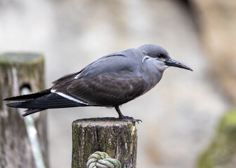 Inca Tern (Larosterna inca) - Exquisite Coastal Bird of South America
