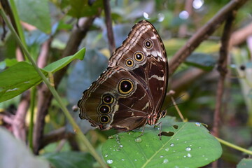 Butterfly in the wild rainforest of Panama, Central America