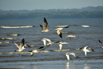 Beautiful flock of seagulls and terns takes flight over the sea
