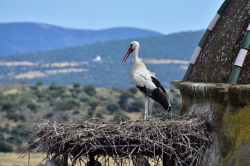 White storks on the nest