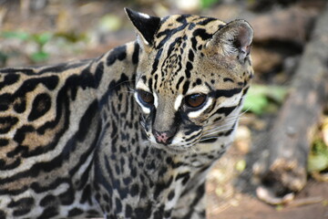Ocelot looking at its next prey