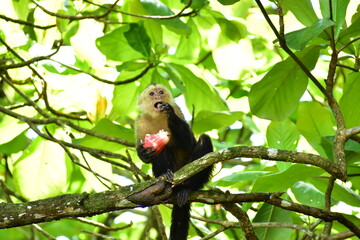 Capuchin monkey Enjoying the food