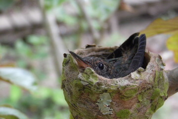 Baby bird waiting in the Nest