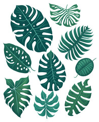 Fototapeta premium Set Leaf Monstera Green 2D ,transparent background Image provided by , AI Generated. , illustration