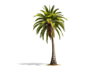 Palm tree on a transparent background.AI