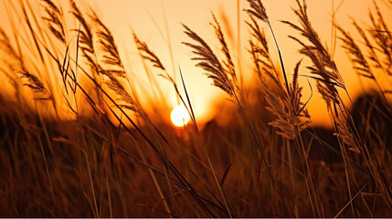 Dry Grass at Sunset Creates a Stunning Nature Background. Generative AI