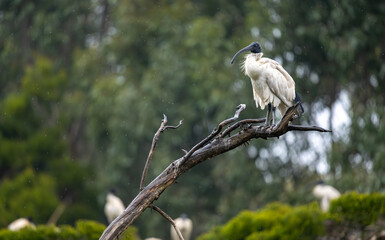 Australian White Ibis