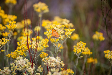 Yellow flowers in the meadow. Bbutterfly on flower.